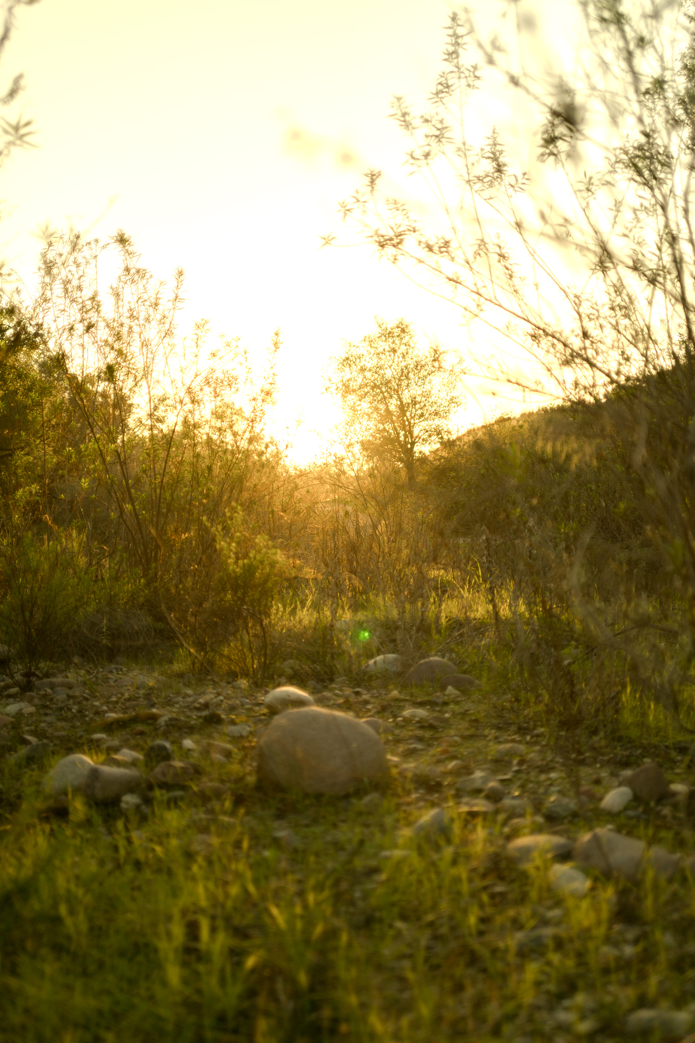 whiting ranch california