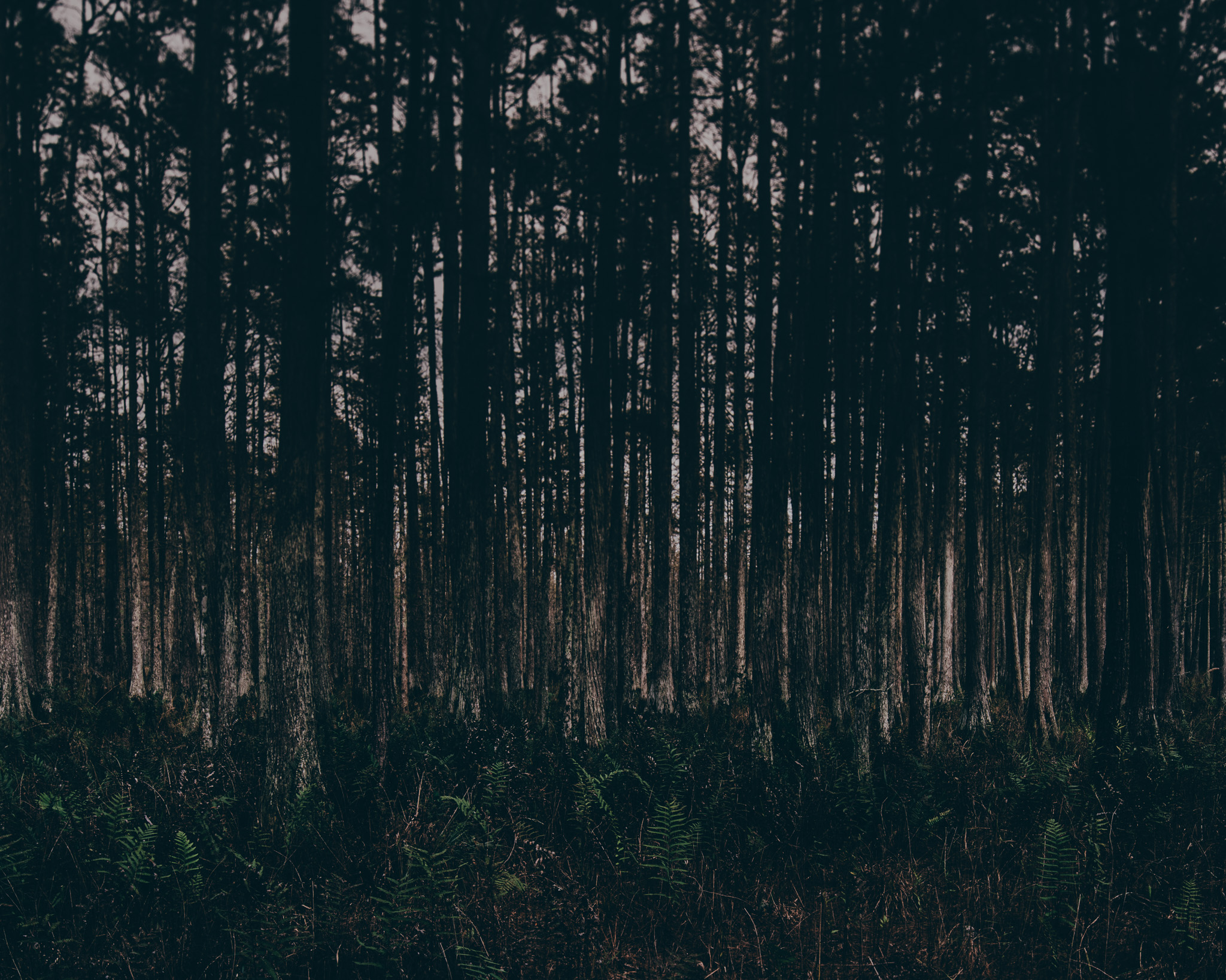 split oak forest