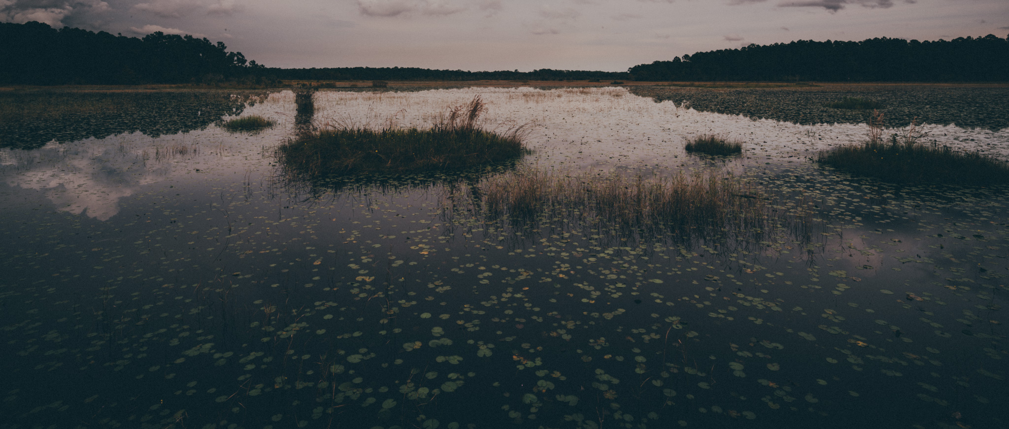 split oak forest