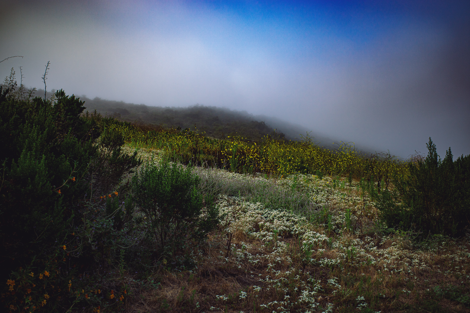Crystal Cove Morning