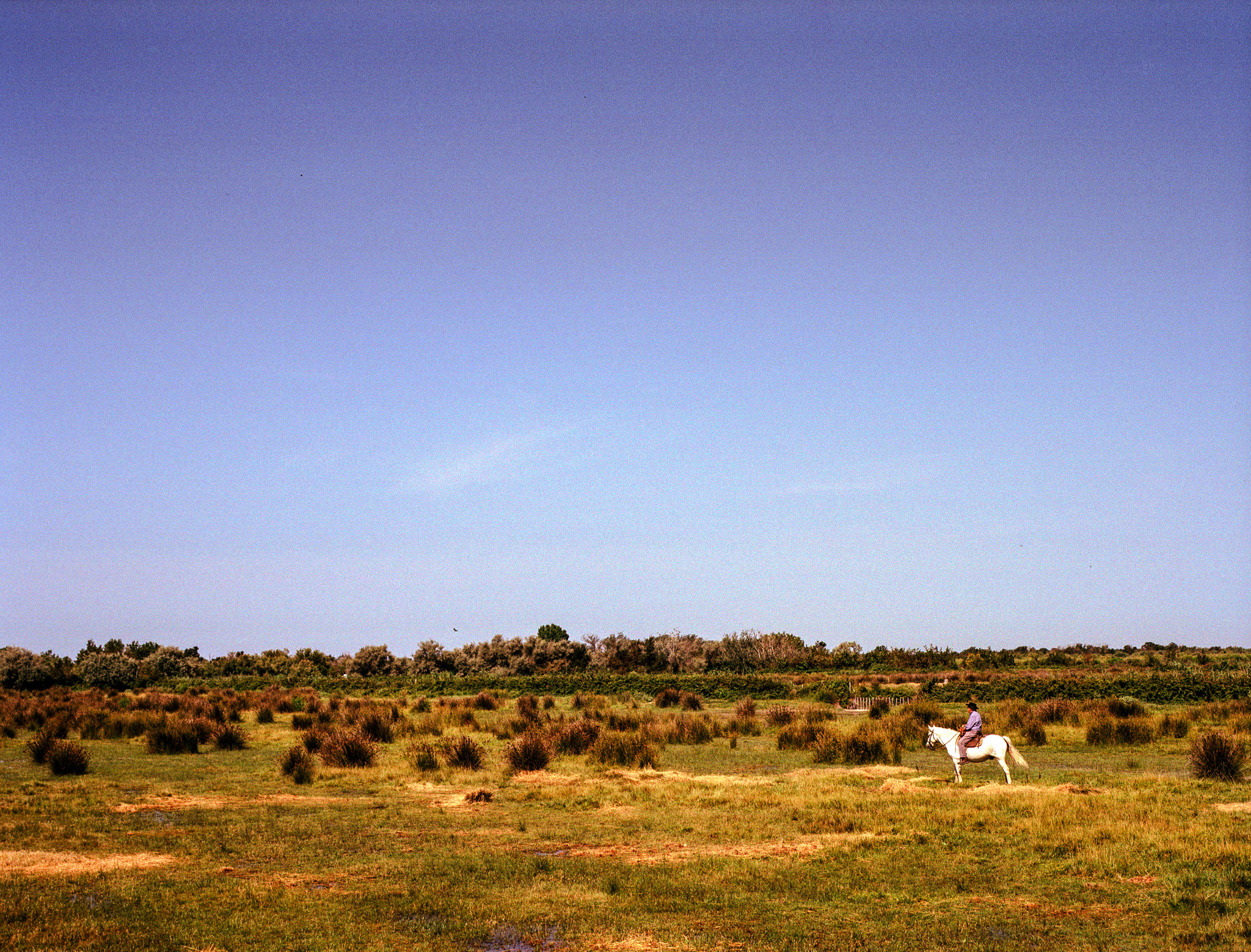 camargue